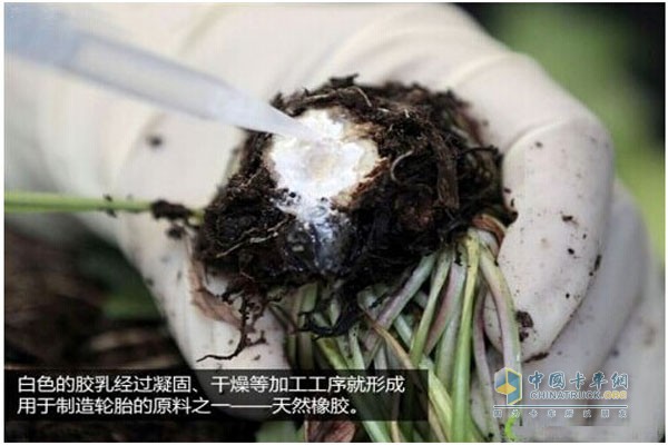 蒲公英橡胶