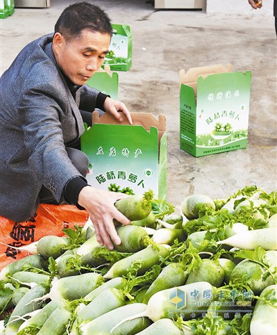 陆桥萝卜乘“格尔发专车”售好价