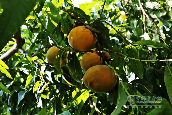 黄桃种植