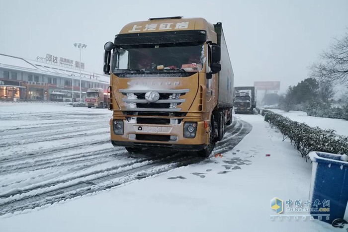 雪中的红岩杰狮