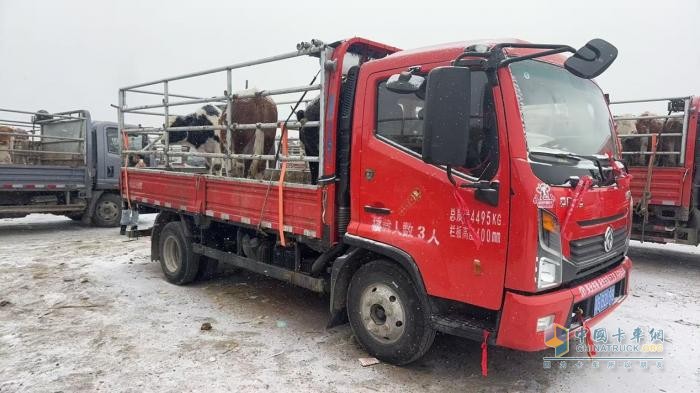 茫茫草原牛羊壮，东风轻卡美名扬