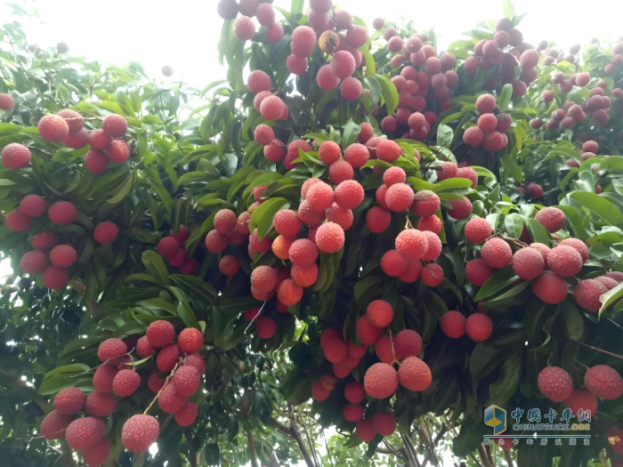 “一骑红尘妃子笑”新传：奥铃北极熊冷藏车护航，荔枝鲜甜如初